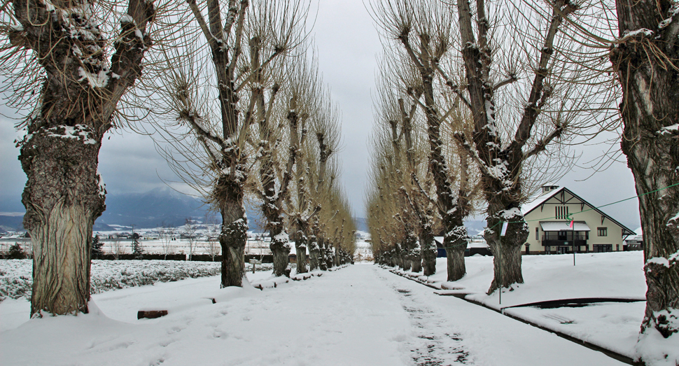 ポプラ並木と雪道が美しいです
