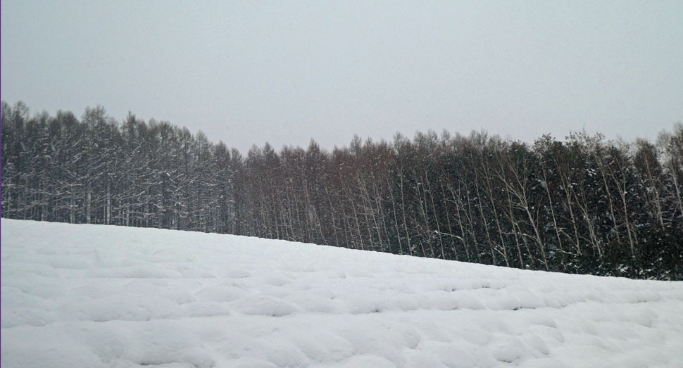 ラベンダー達は春まで雪の下でひと眠り(トラディショナルラベンダー畑)