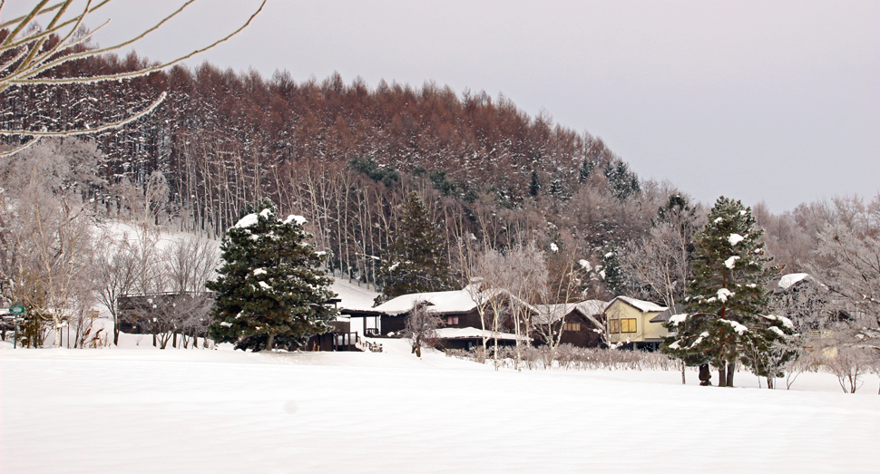 倖の畑の奥に見えるトラディショナルラベンダー畑も真っ白です