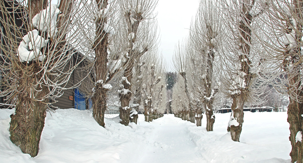 葉が落ちても迫力のあるポプラ並木