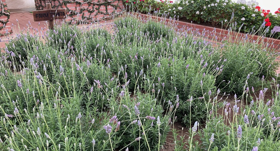 グリーンハウス内は花盛り