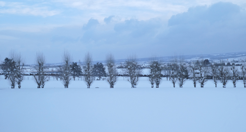 昨夜からたっぷり雪が積もりました