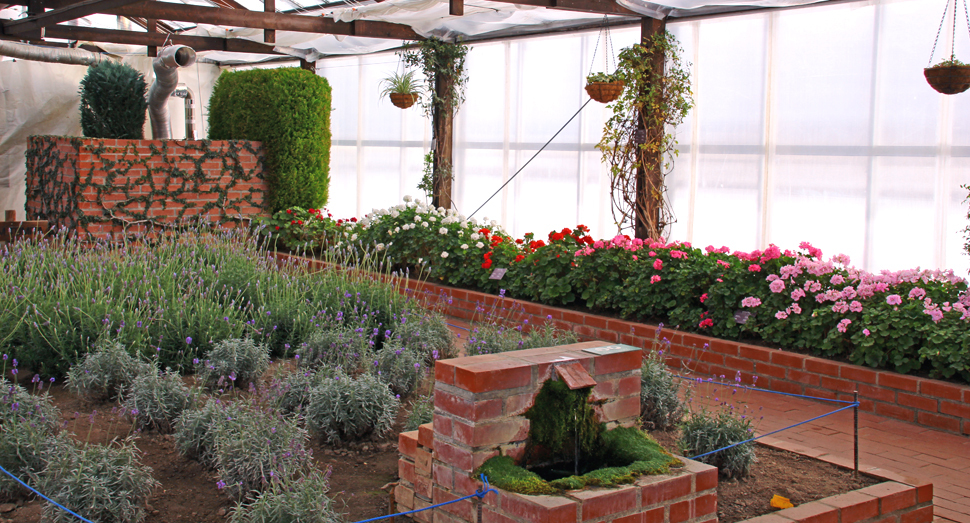 温室ではラベンダーやゼラニウムがお出迎え