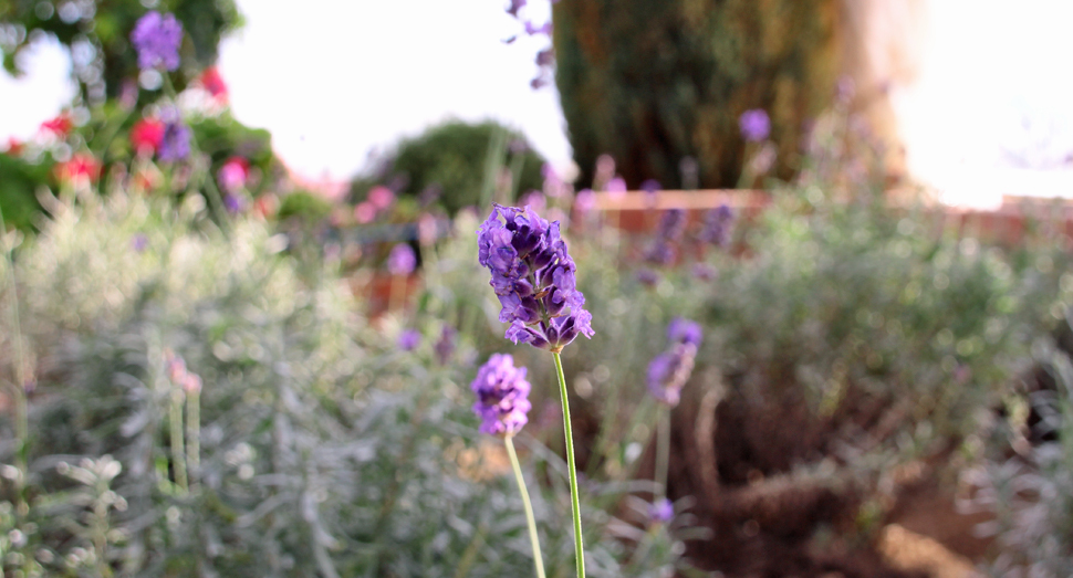 温室で開花中のラベンダー濃紫早咲