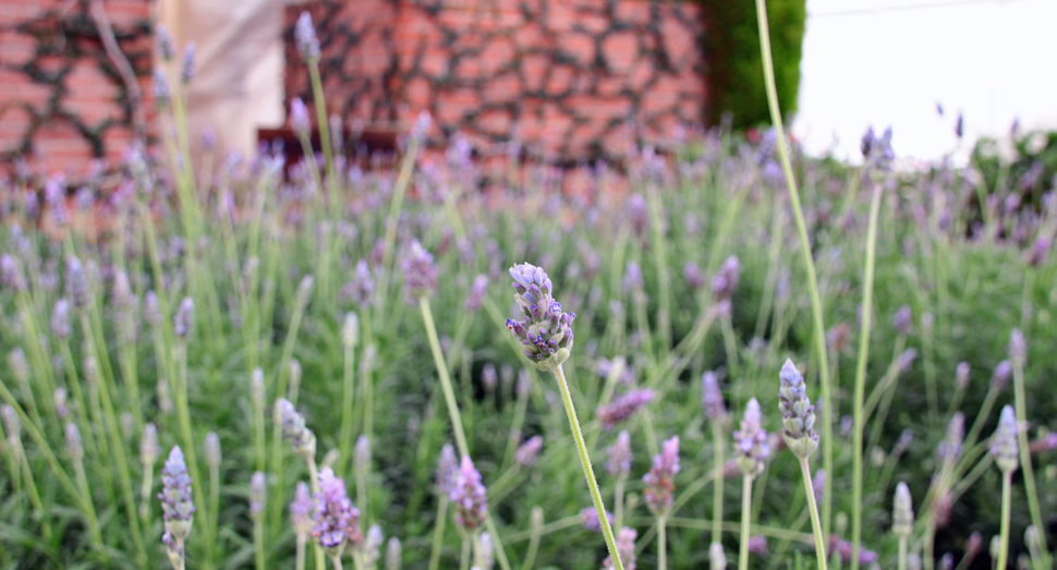 今見頃を迎えているのは背の高いデンタータラベンダーです