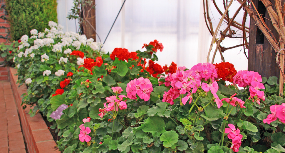 窓際のゼラニウムが華やかさを加えます