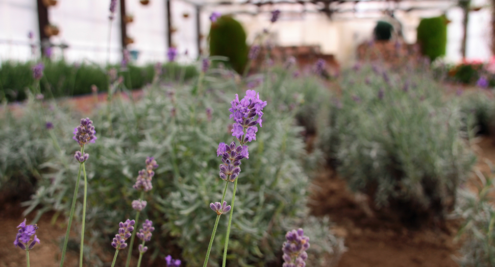 温室のラベンダー濃紫早咲