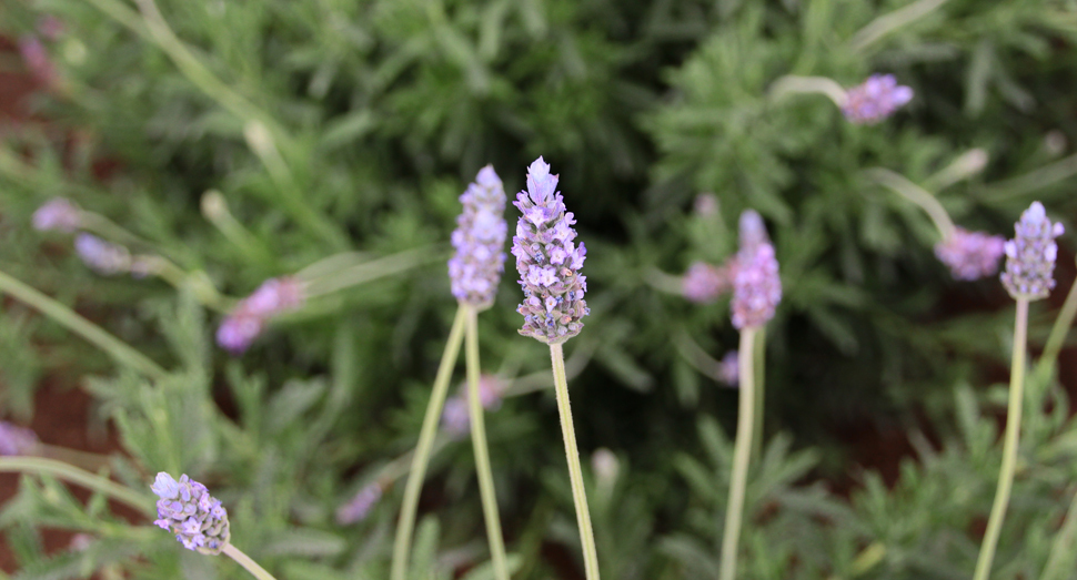 こちらはデンタータラベンダー