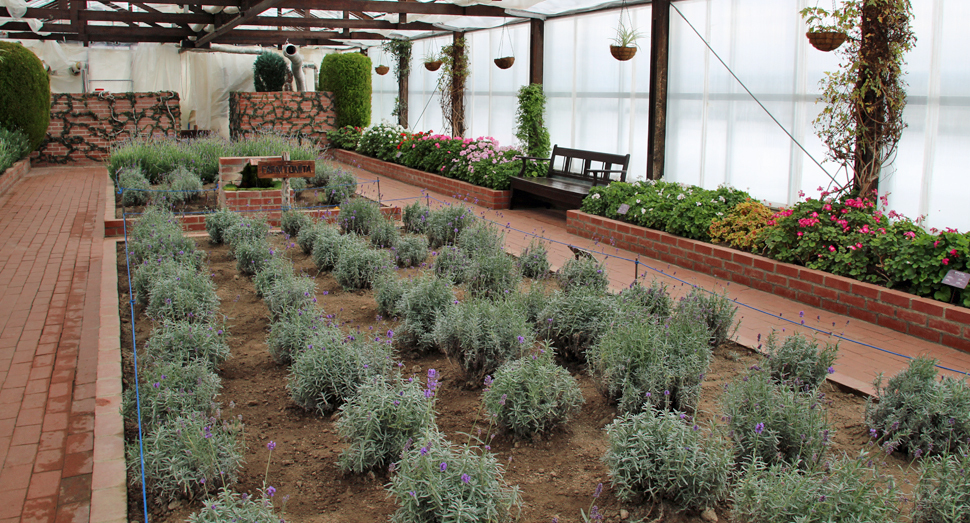 温室ではラベンダーやゼラニウムをご覧いただけます