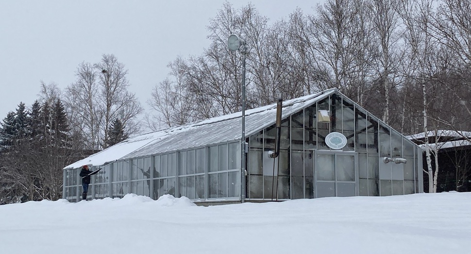 グリーンハウスの雪落とし中