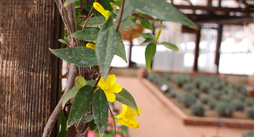 花の数が増えたカロライナジャスミン