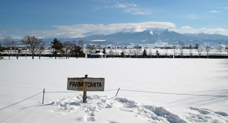 ラベンダーたちはまだ雪の下で休眠中です