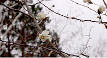 コブシの花が咲き始めました