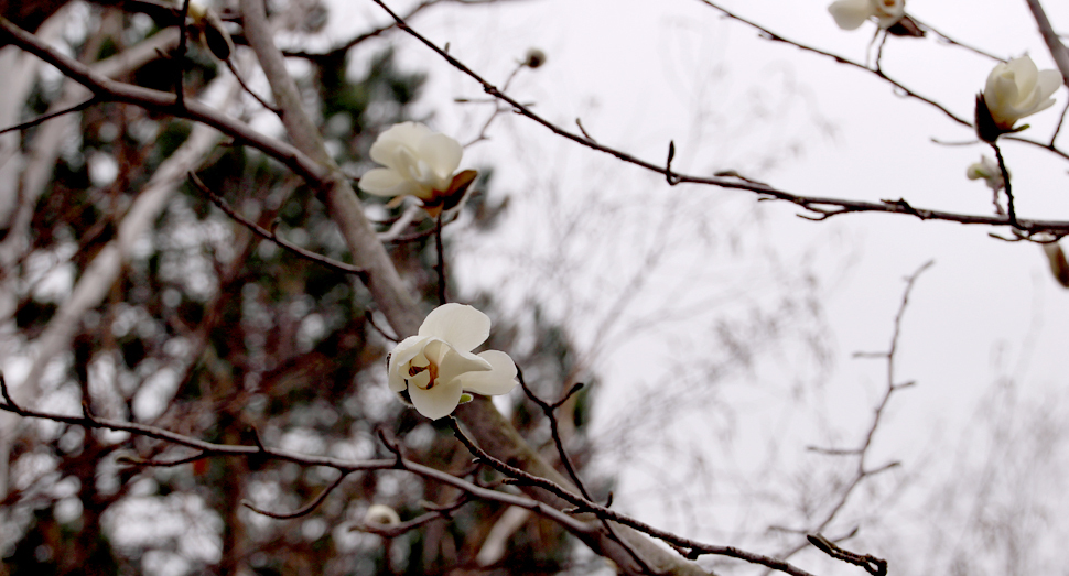 コブシの花が咲き始めました