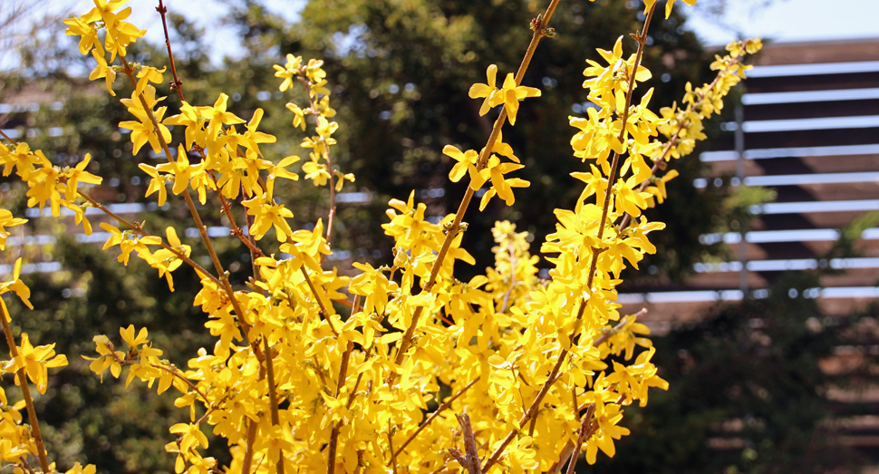 レンギョウの花もたくさん咲いています