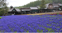 少しずつお花が増えてきました
