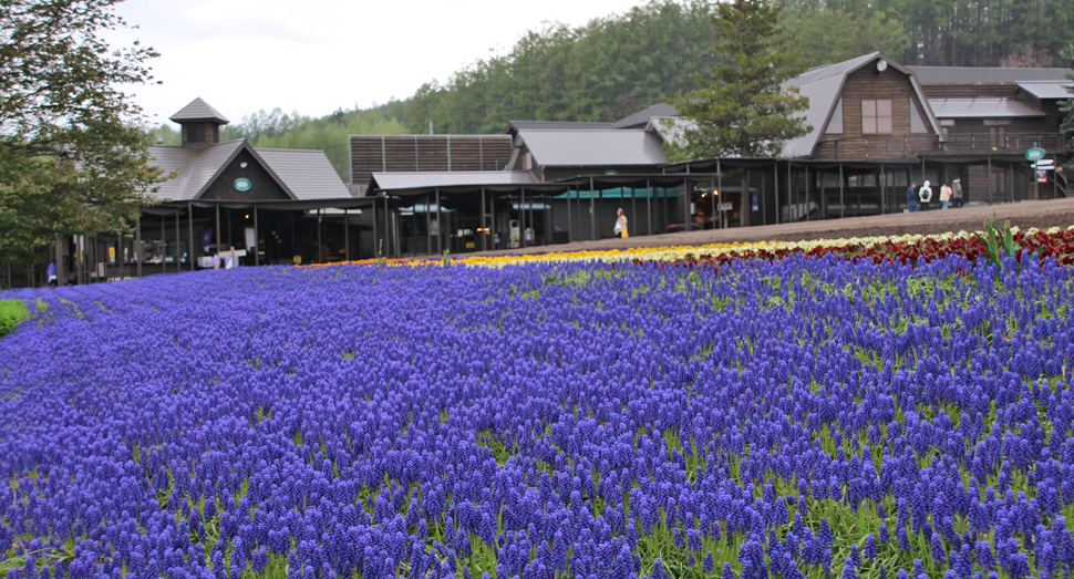 花人の畑のムスカリが見頃を迎えています