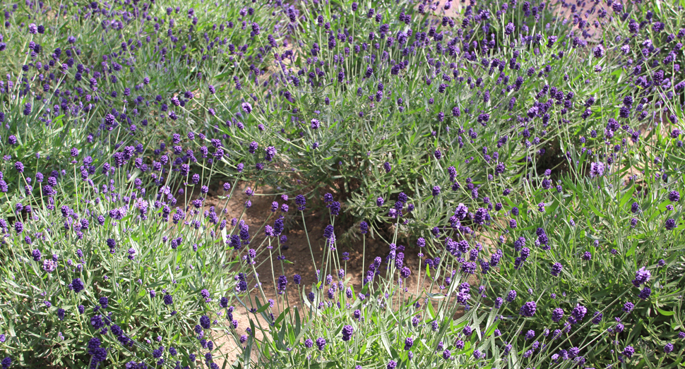 つぼみは色濃いですが、開花すると優しい色合いになる濃紫早咲