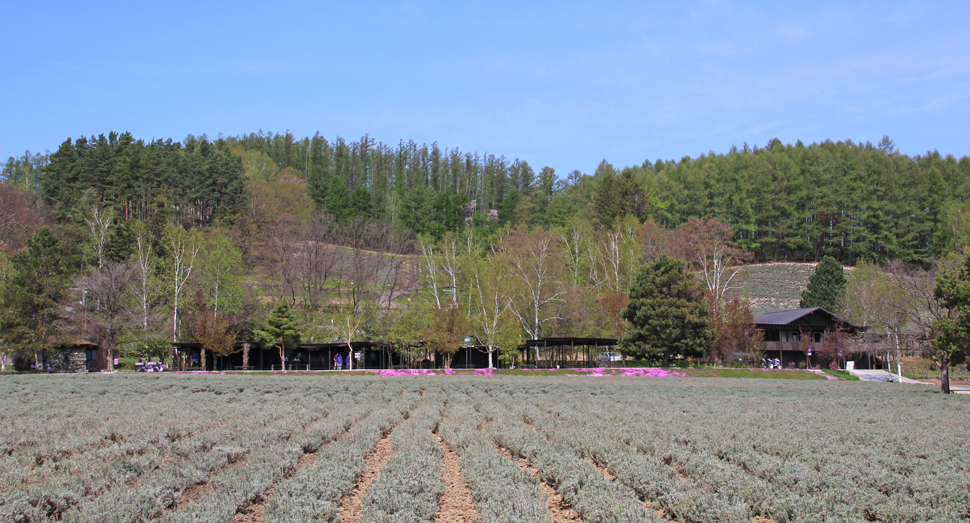 青空が広がり、今日は少し暑さを感じます