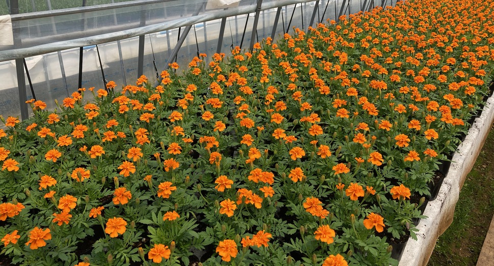育苗ハウスの花々(マリーゴールド)
