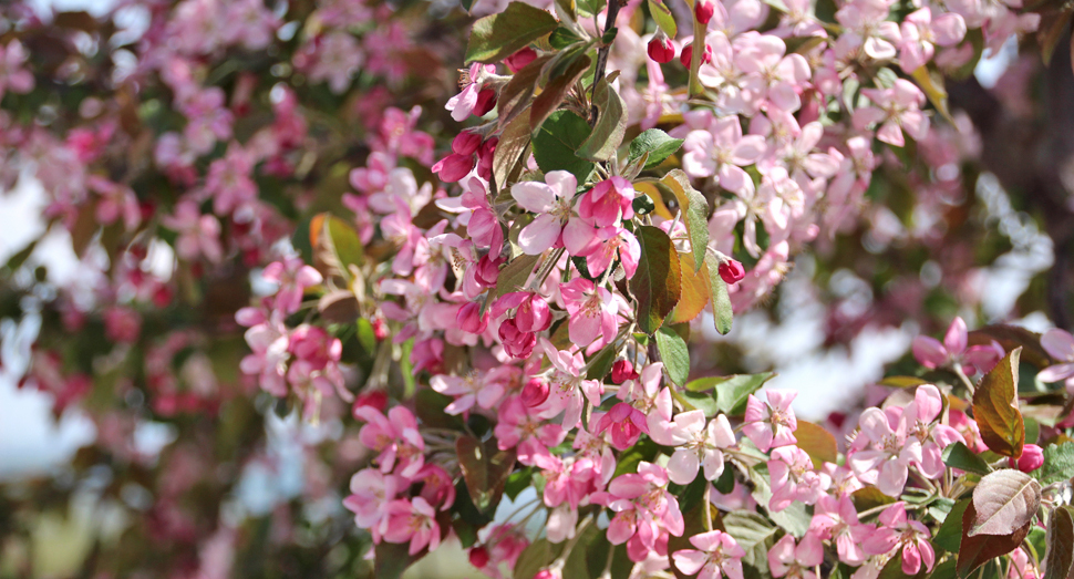 ヒメリンゴの花が見頃です