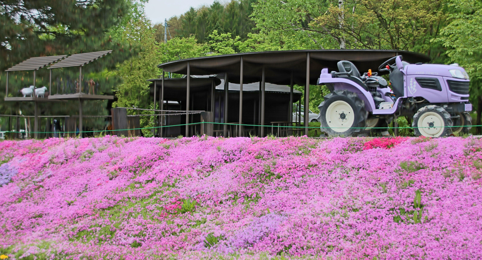 芝桜がご覧いただけるのもあと少しです