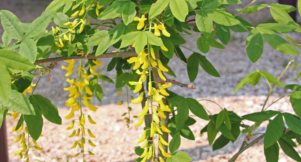 倖の小路でキングサリが開花し始めています