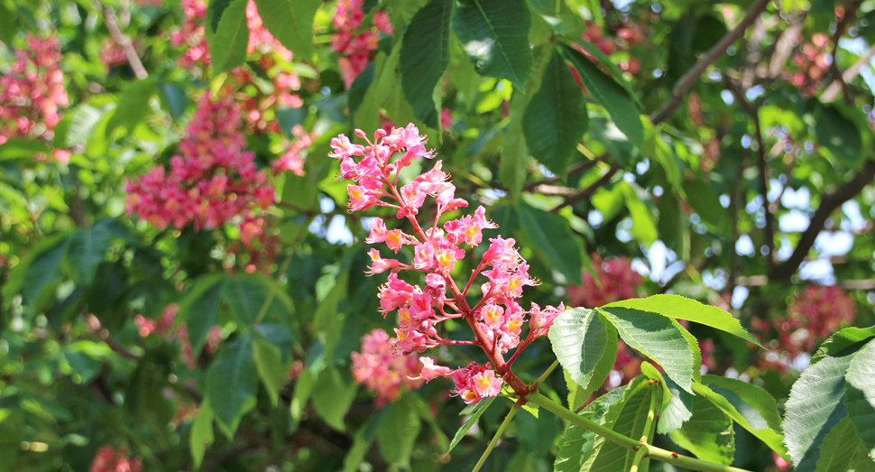 ベニバナトチノキの花が見頃です