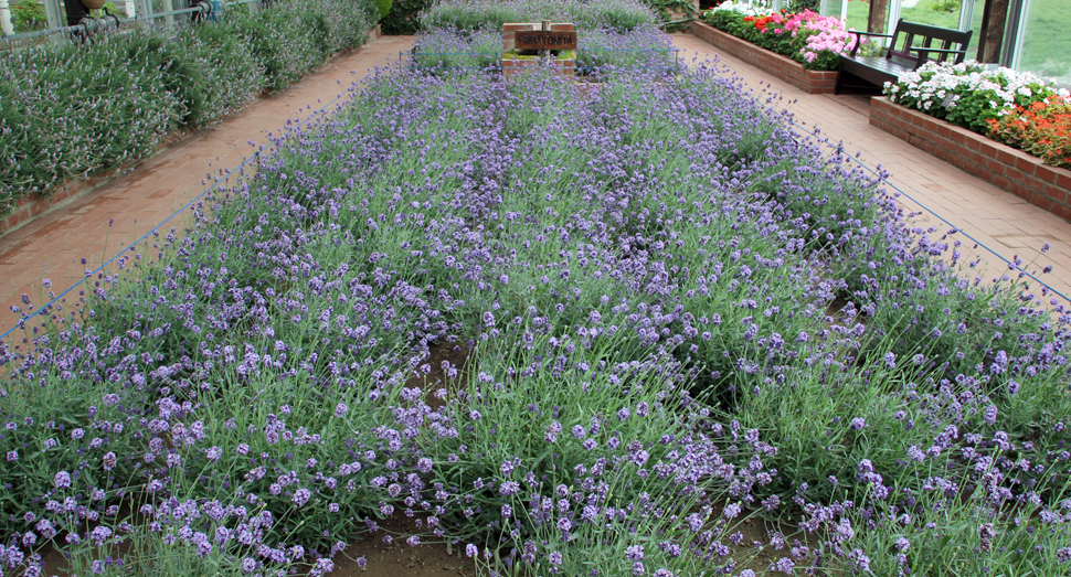 温室では開花中のラベンダーをご覧いただけます