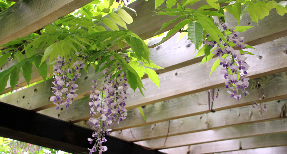 薄い紫色が可憐な藤の花(マザーズガーデン)