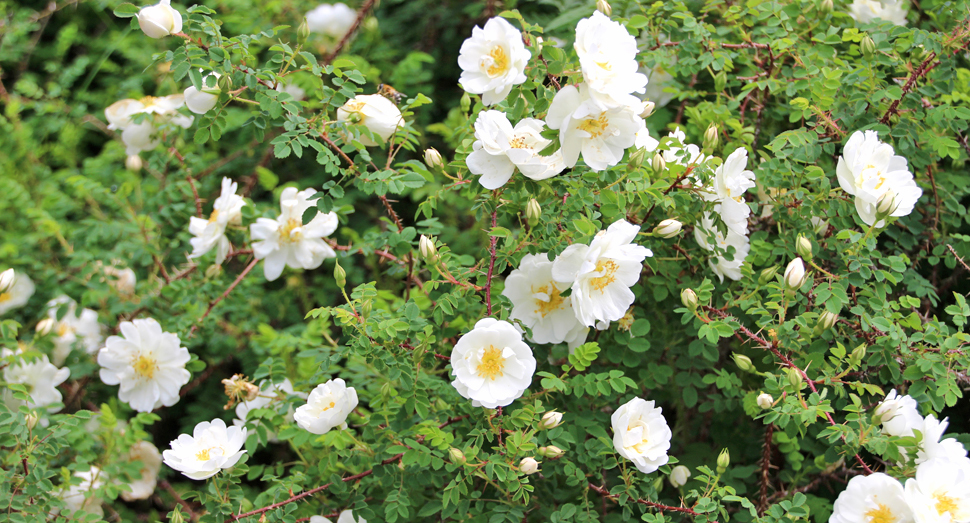 ハマナス白花の甘い香りがします