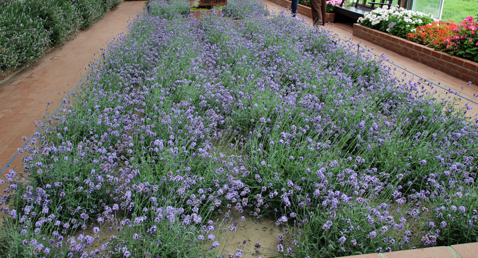 温室の濃紫早咲は開花中です