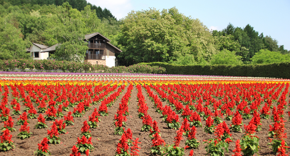 秋の彩りの畑の花々も少し大きくなりました