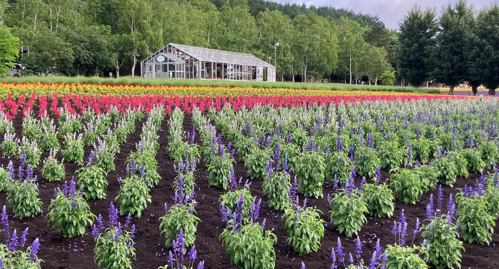日々生育中の花人の畑の花々