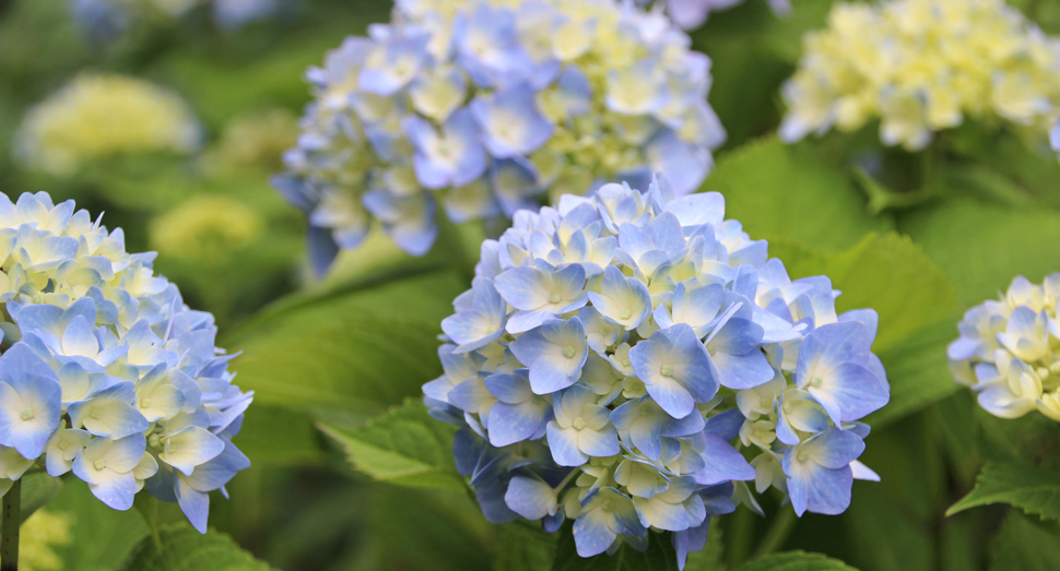 涼しげな紫陽花(マザーズガーデン)