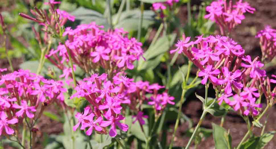 小町草も少しずつ咲き始めました(彩りの畑)