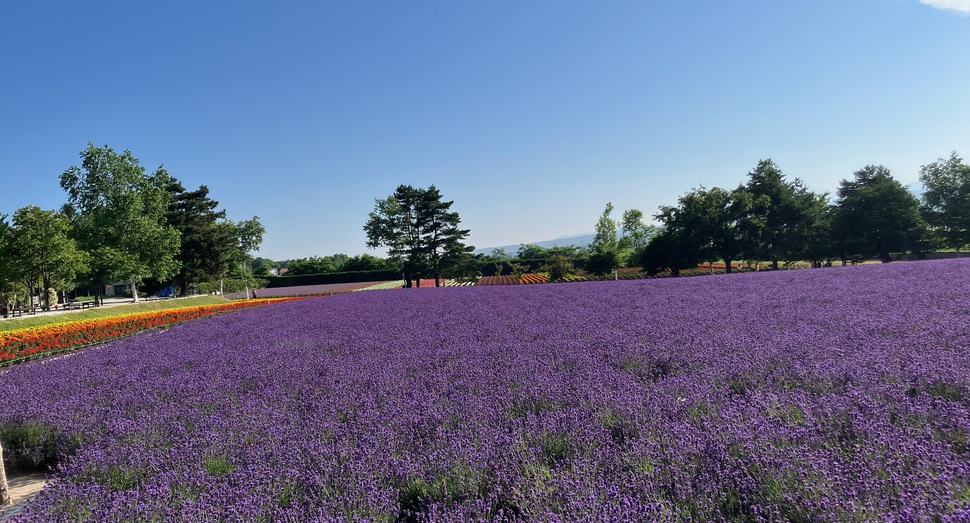 「倖の畑」から「秋の彩りの畑」