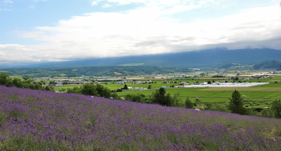 トラディショナルラベンダー畑と十勝岳連峰
