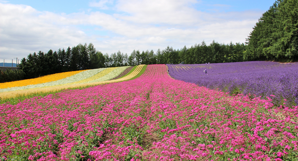 彩りの畑の小町草が鮮やかになってきました