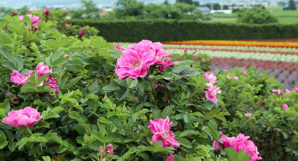 力強い花姿のはまなす(秋の彩りの畑)