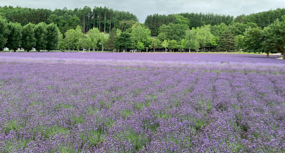 「倖の畑」倖の舎より