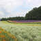 ラベンダーと色とりどりの花々