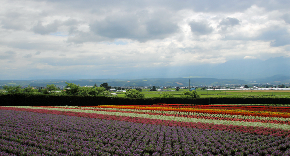秋の彩りの畑も花が咲きそろっています