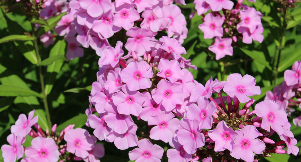 ピンク色の花びらがかわいいフロックス(花人ガーデン)