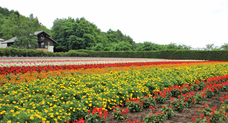 秋の彩りの畑に咲く彩り豊かな花々