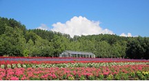 爽やかな青空が広がっています