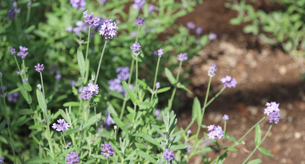 温室の濃紫早咲が開花中です