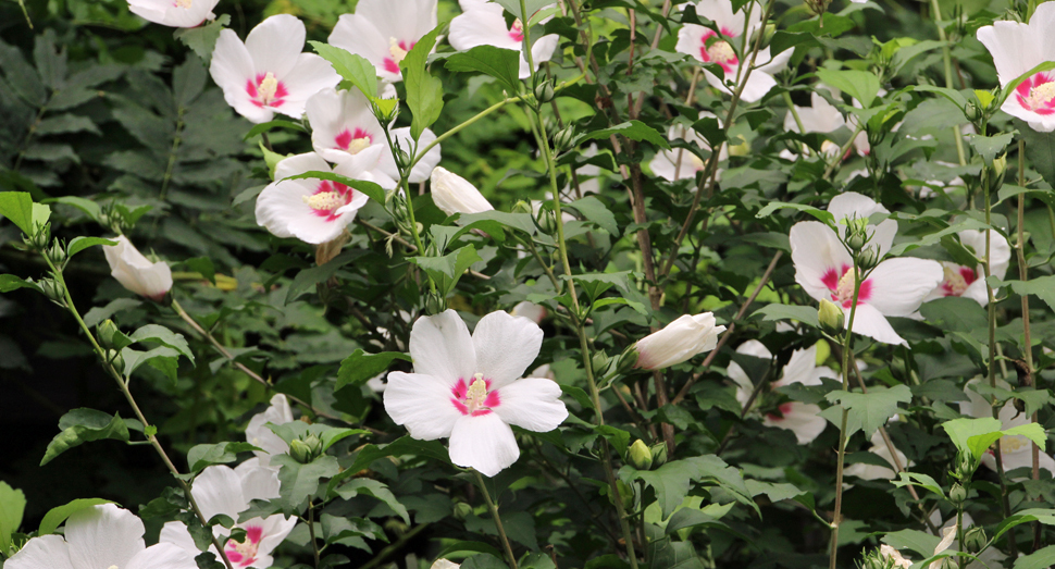 白く大きな花びらが可憐なムクゲ(マザーズガーデン)