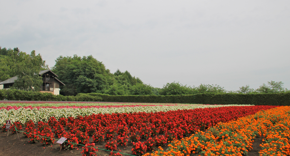 昨日は雨が降りましたが、花たちは元気そうです(秋の彩りの畑)