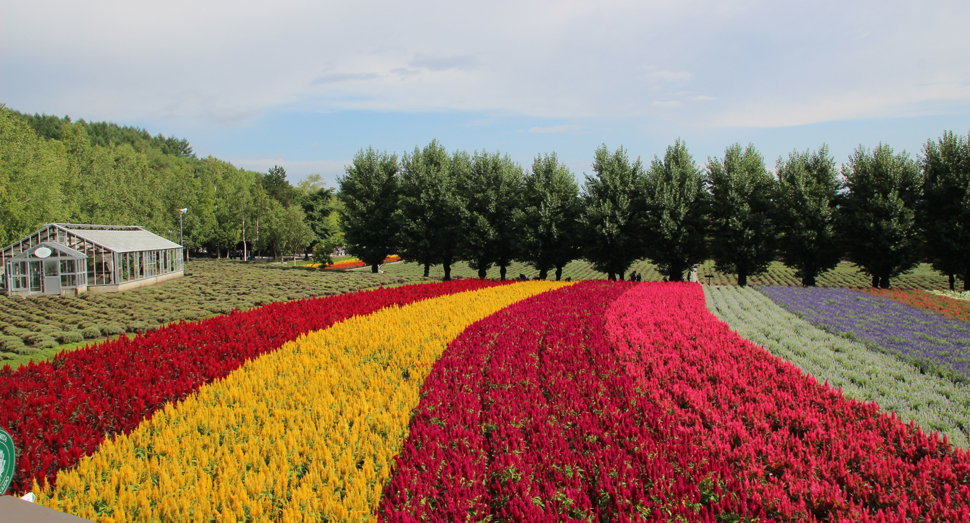 花の舎のパッサージュからは花人の畑のケイトウを一望できます